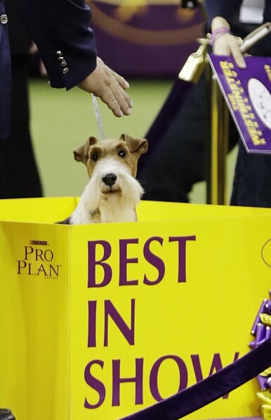Westminster dog show wire haired fox terrier sale